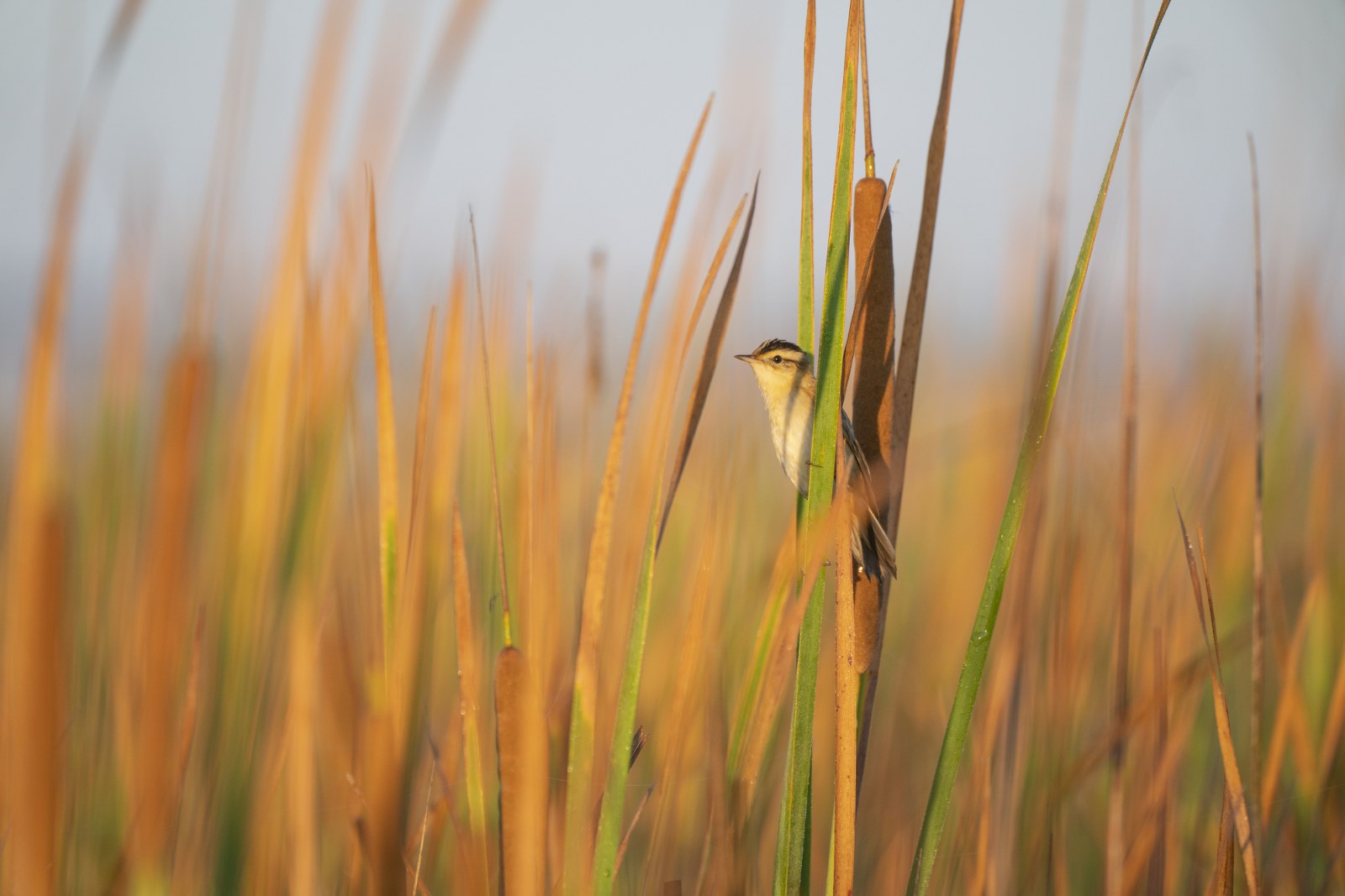 El Consorci Riu Millars sensibilitza als joves sobre biodiversitat en les seues IX Jornades