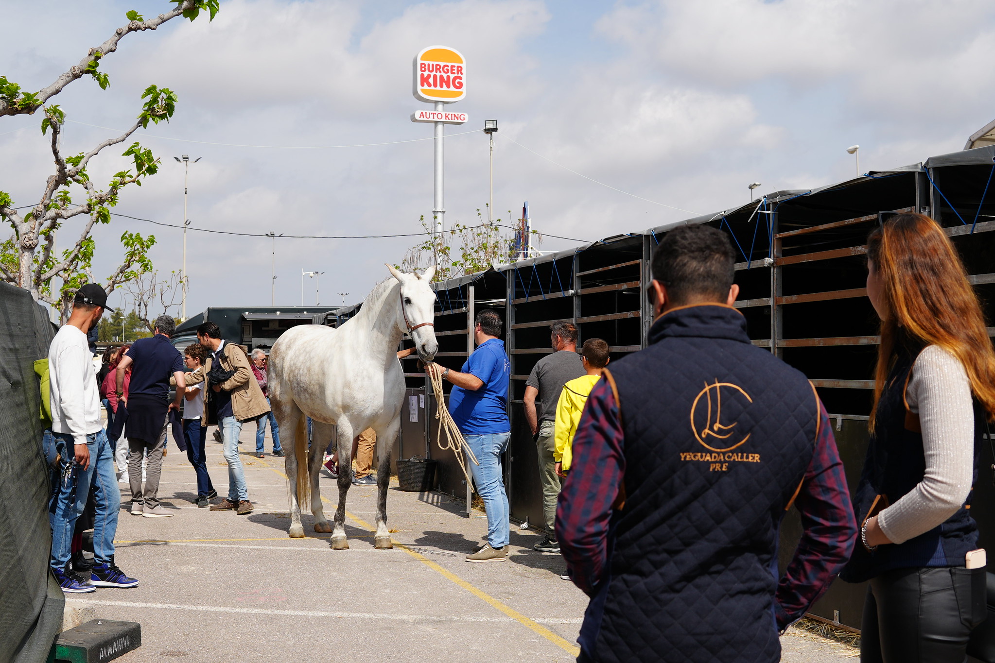 Vila-real acull la segona edició Concurs de Cavalls de Pura Raça Espanyola