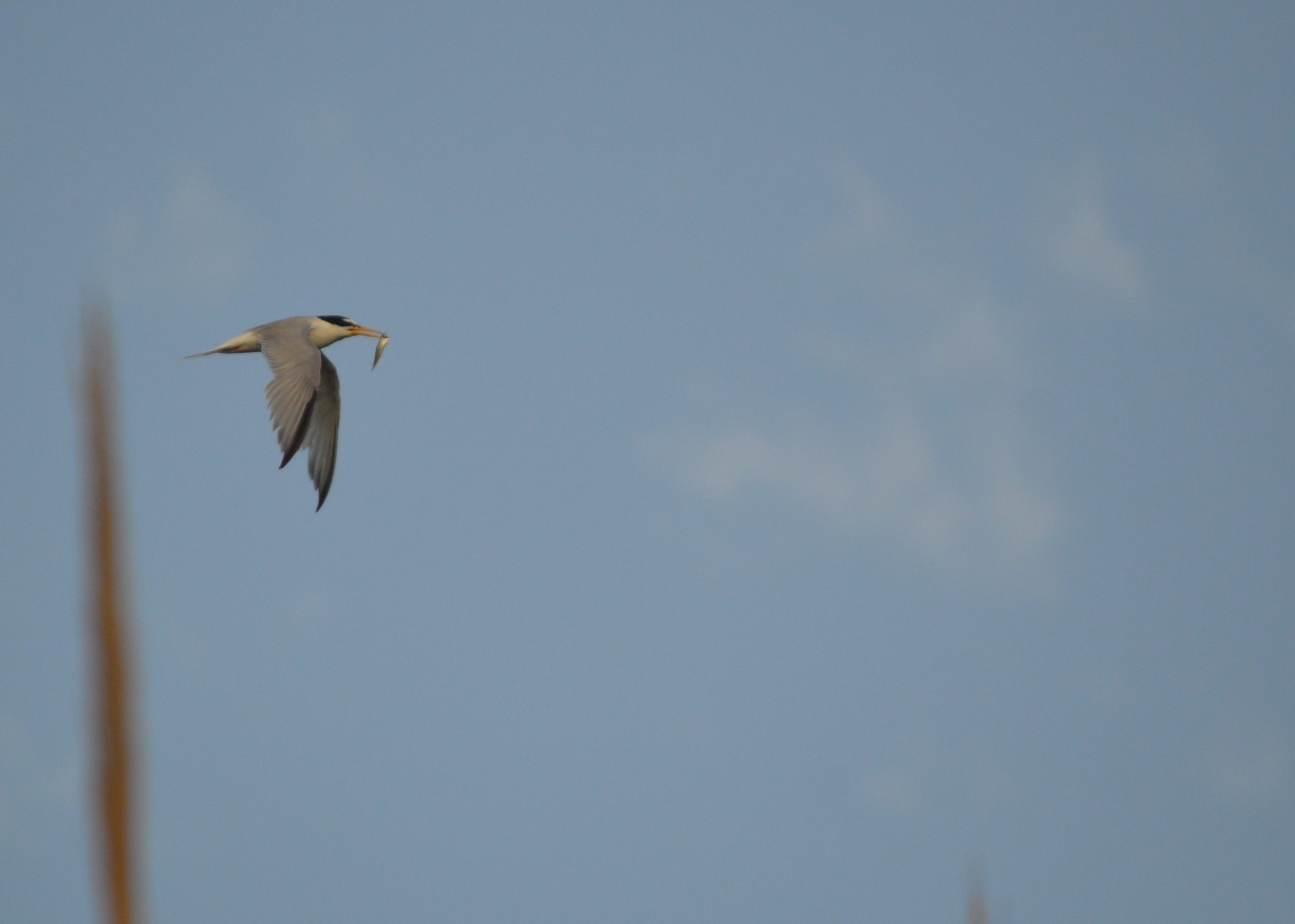 El Consorci del Riu Millars protegirà el xatrac menut comú