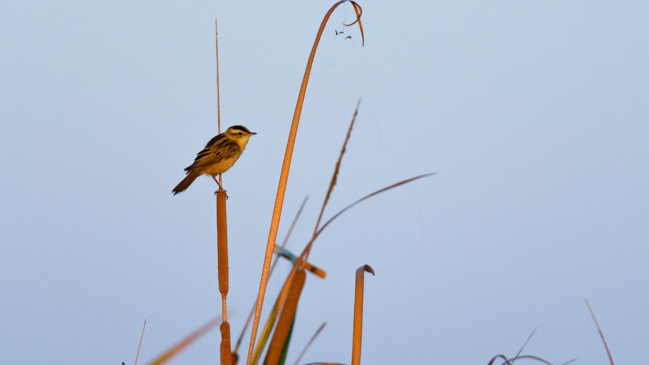 El Consorci Riu Millars activa la participació en el projecte europeu LIFE AWoM amb una aportació de prop de 100.000 euros fins a 2027