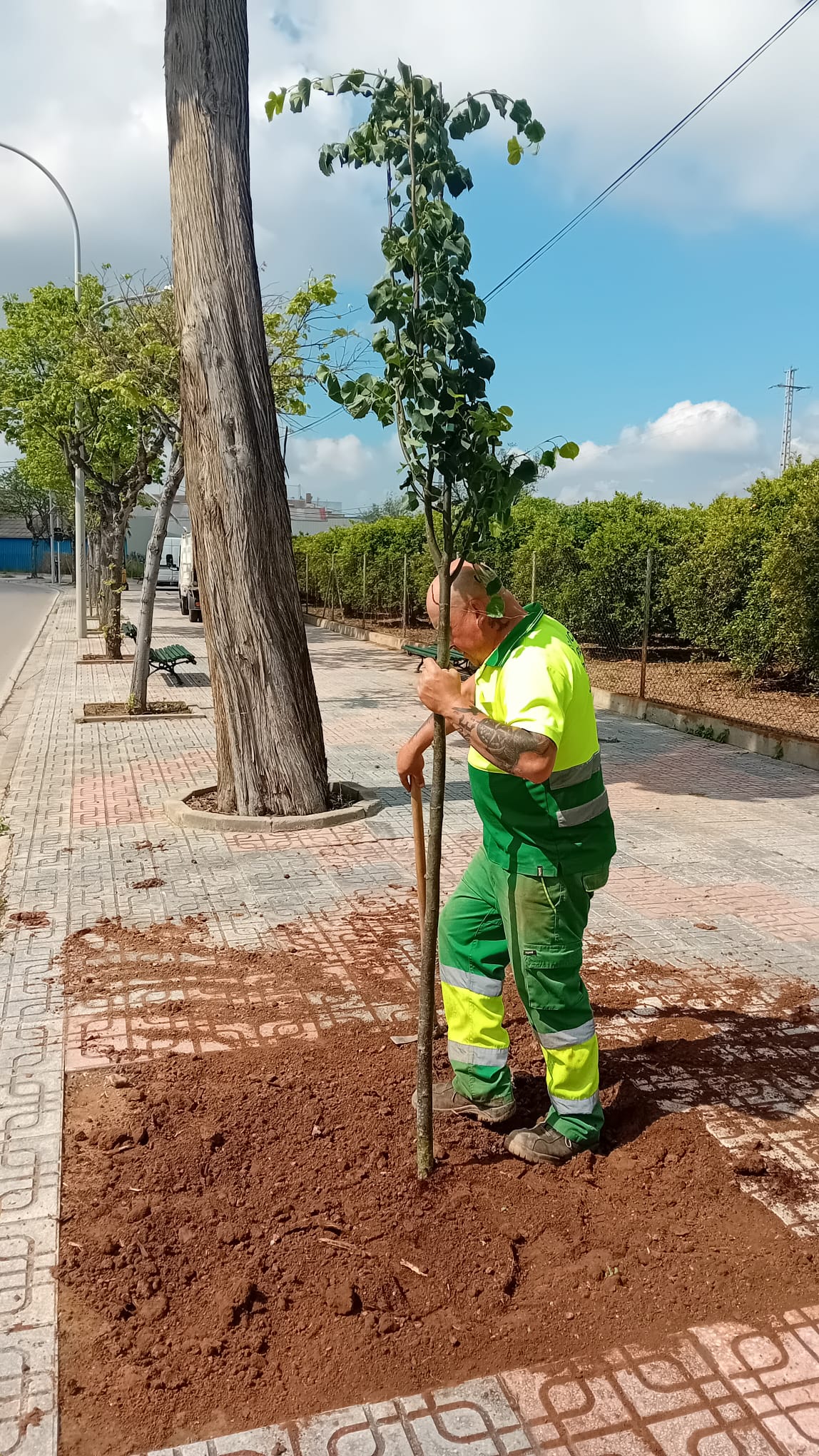 Burriana aposta pel verd amb noves accions per a regenerar el paisatge urbà