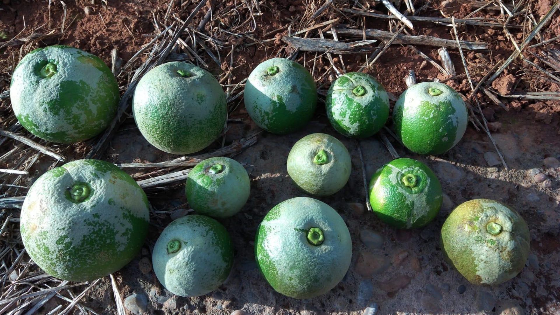 Vila-real signa un pioner acord amb la Cooperativa per a combatre la ‘Scirtothrips aurantii’