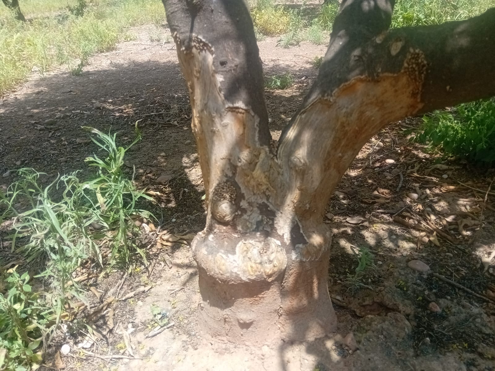 LA UNIÓ reclama a la Generalitat ajudes per a netejar parcel·les abandonades i reduir la sobrepoblació de fauna en el camp valencià