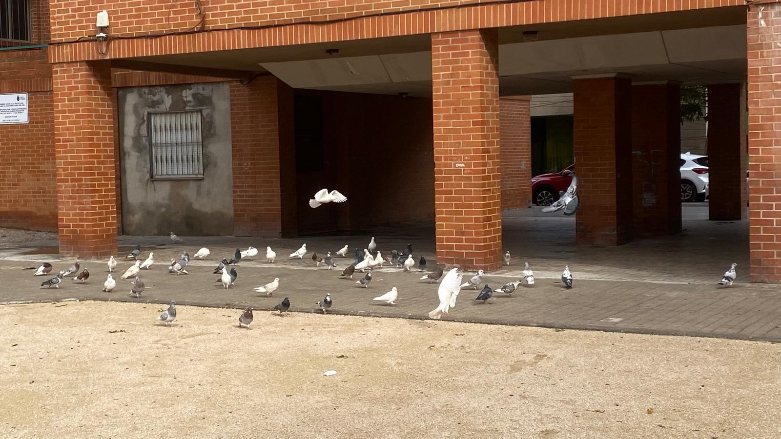 Burriana sanciona al servei de control de coloms i saca a licitació un nou contracte per a millorar la salubritat pública i la neteja