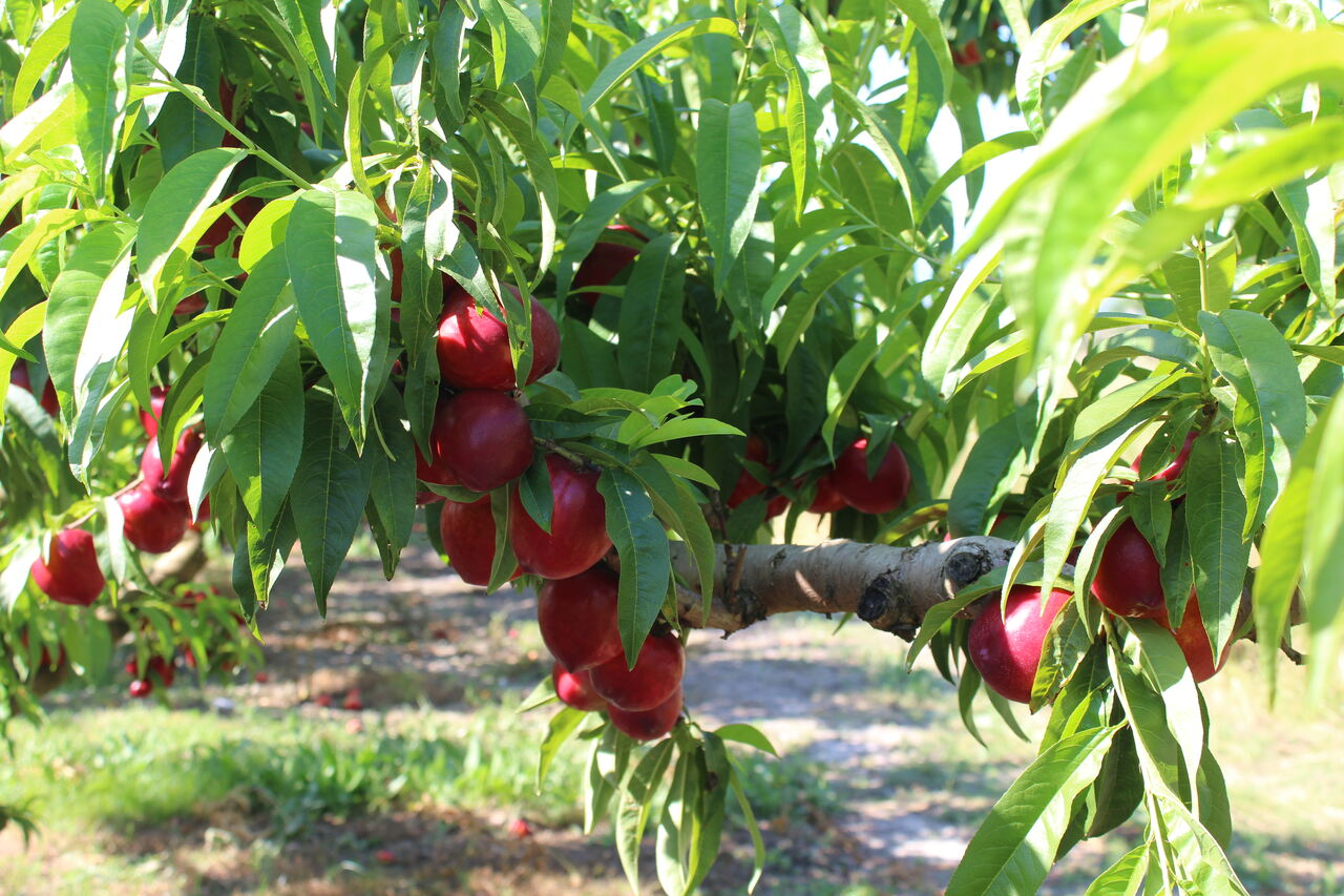 LA UNIÓ denuncia que el preu de la fruita d’estiu es quadruplica del camp als lineals de la distribució