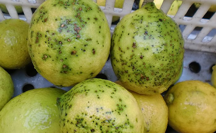 LA UNIÓ denuncia que Sud-àfrica posa en risc continu la citricultura valenciana amb noves deteccions de Taca Negra