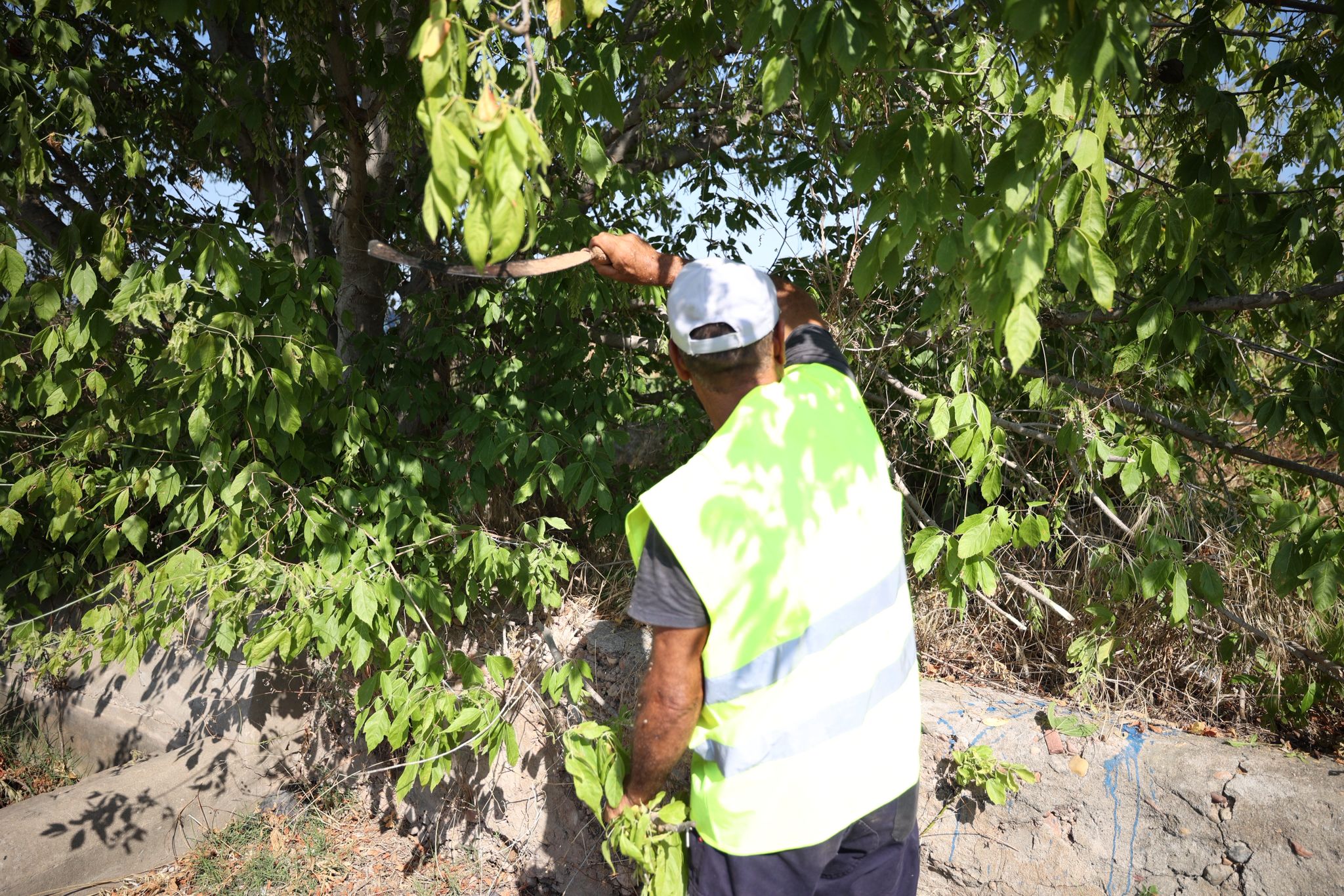 65 persones contractades per a combatre l’atur agrari comencen els seus treballs a Burriana