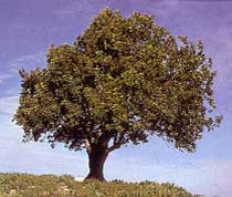 La Paraula del dia «garrofera»