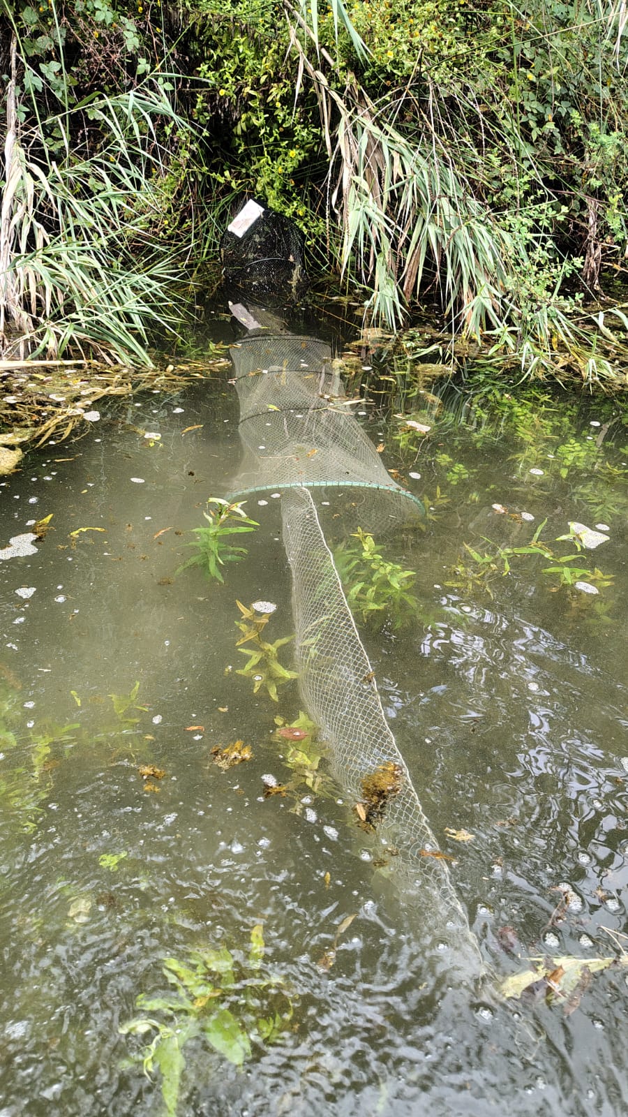 Burriana reforça el control d’espècies exòtiques al Clot de la Mare de Déu de la mà de la Conselleria de Medi Ambient