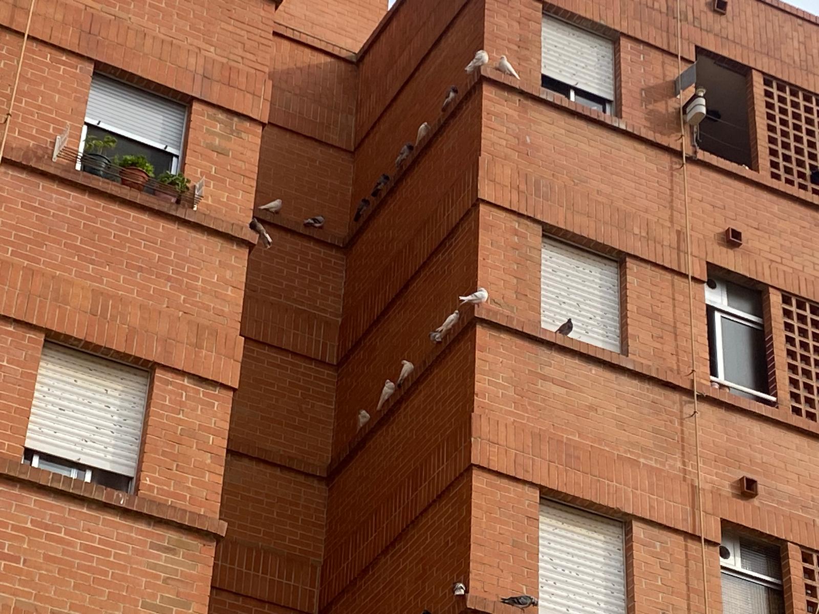 Burriana adjudica el servei de control de plagues de coloms i reforça la salubritat urbana