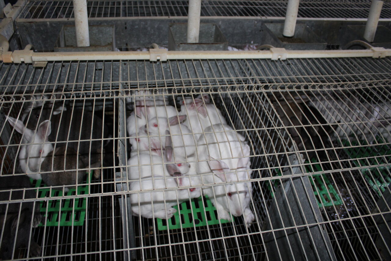 LA UNIÓ denuncia que Conselleria d’Agricultura ha eliminat les ajudes d’enguany per al sector cunícola de la Comunitat Valenciana