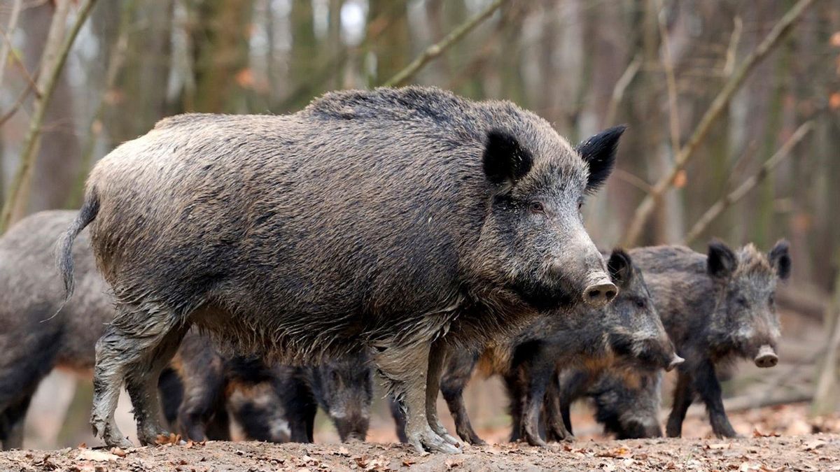 LA UNIÓ reclama a la Conselleria d’Agricultura un protocol complet d’actuació enfront de la pesta porcina africana