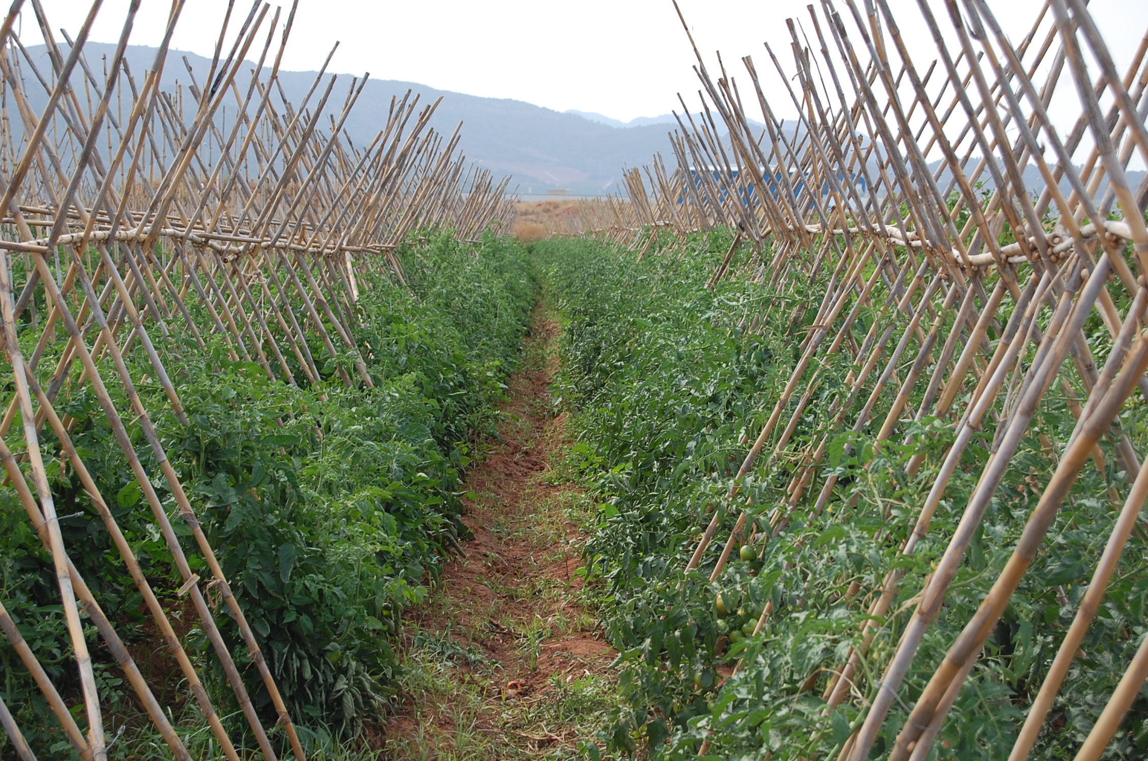 LA UNIÓ reclama igualtat de condicions per a salvaguardar als productors ecològics valencians enfront de les importacions deslleials