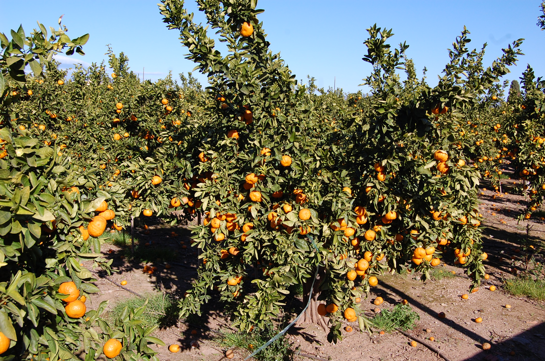 LA UNIÓ alerta d’una onada de robatoris de cítrics a la Plana Baixa i reclama major vigilància en les zones productores També insta l’organització a perseguir el comerç de mercaderia robada