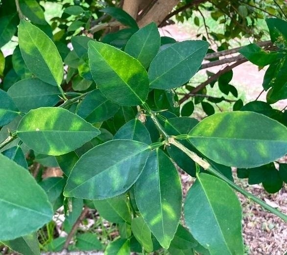 Conselleria d’Agricultura certifica la presència del virus de la clorosis groga en cítrics de la Comunitat Valenciana, tal com va avançar LA UNIÓ