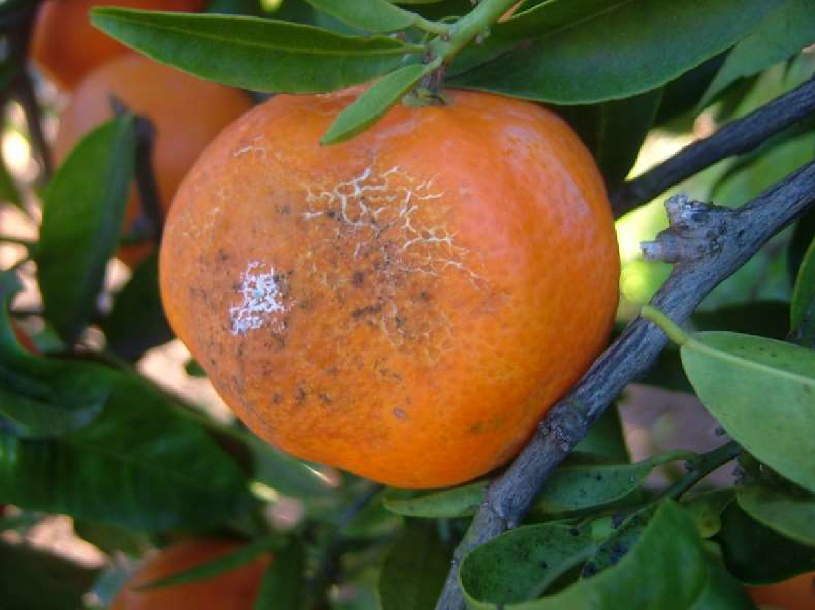 LA UNIÓ valora la proposta de rebaixa de mòduls presentada per Conselleria al Ministeri d’Agricultura per a 2025, però exigeix corregir desigualtats i ampliar les reduccions