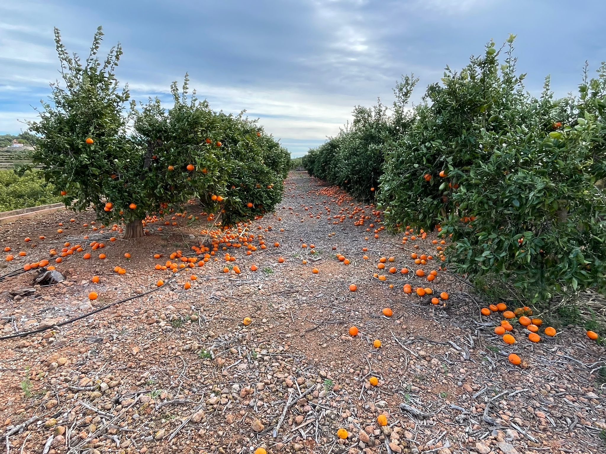 LA UNIÓ quantifica pèrdues directes de més de 26 milions d’euros en el camp valencià per la successió de temporals amb vent fort