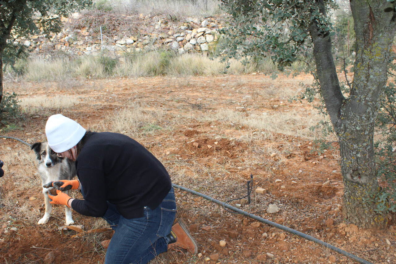 LA UNIÓ reclama un canvi legislatiu perquè no s’etiquete com a tòfona negra aquells productes que no tenen o estan elaborats amb aromatitzants