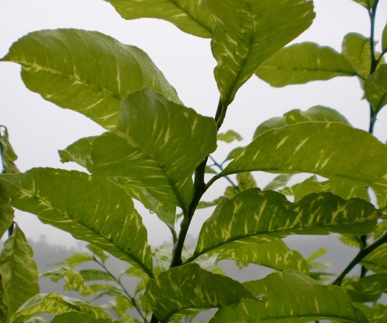 LA UNIÓ alerta de la detecció del virus de la clorosis groga en cítrics de la Comunitat Valenciana