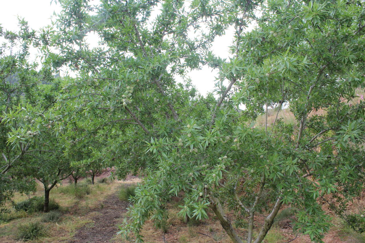 LA UNIÓ preveu més de 8.000 tones d’ametles aquesta campanya en les zones productores de la Comunitat Valenciana