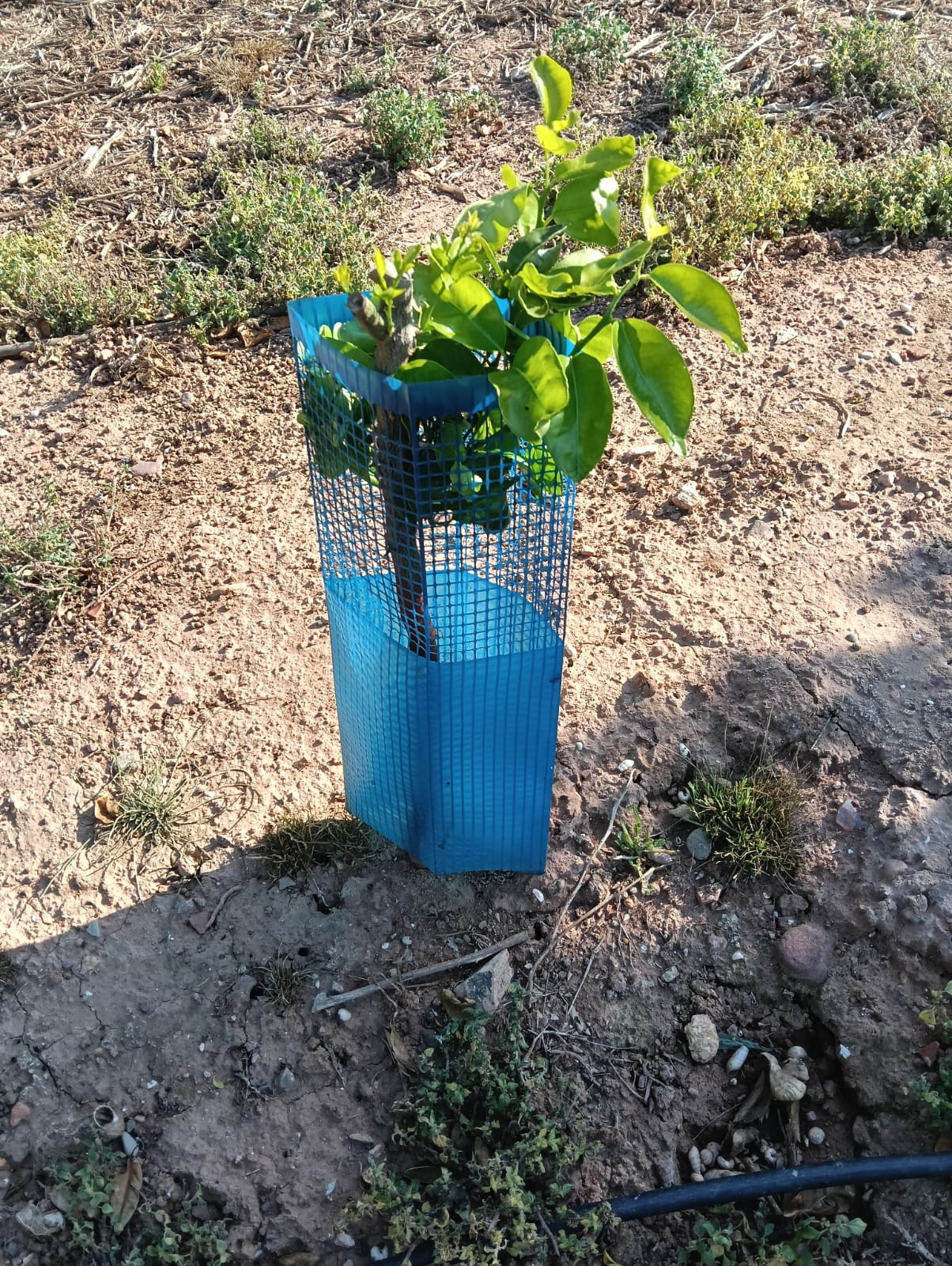 LA UNIÓ denuncia que la plaga de conills pot encarir fins a 1.380 euros per hectàrea els costos de producció en els camps de cítrics
