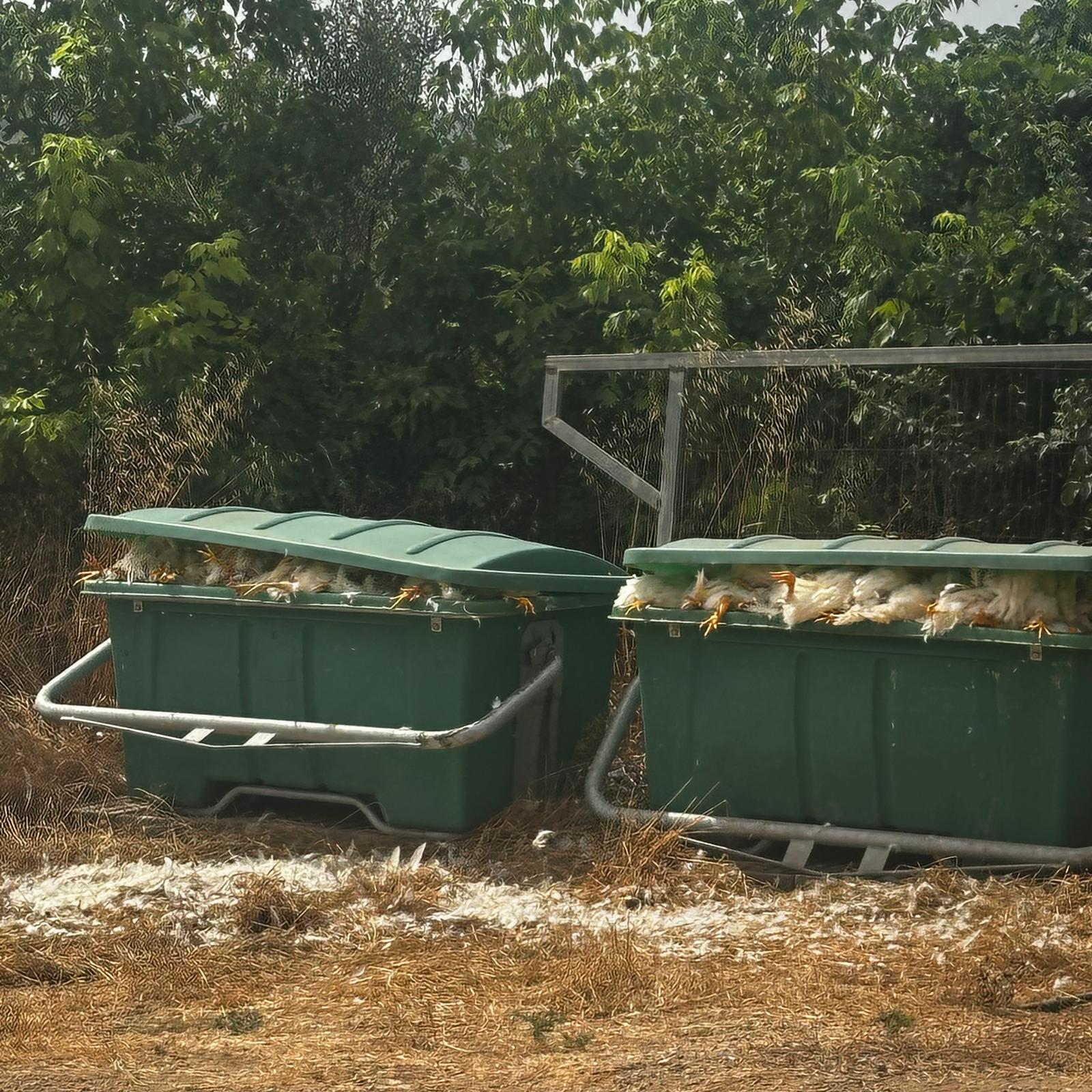 LA UNIÓ denuncia els greus retards en la retirada d’animals morts de les explotacions ramaderes i exigeix a la Conselleria d’Agricultura que assumisca el control del servei