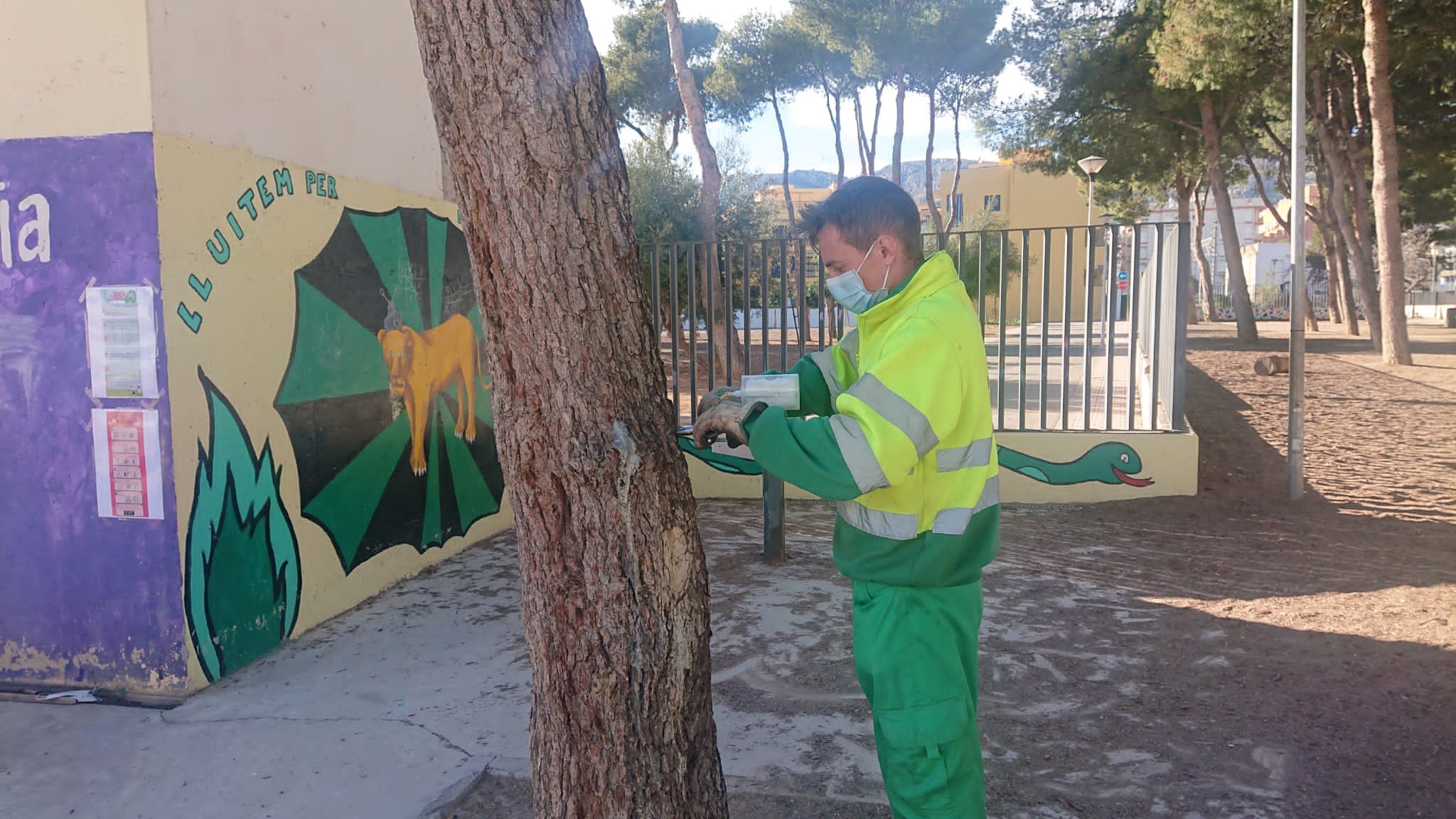 El Ayuntamiento de Oropesa del Mar inicia tratamientos contra la procesionaria y el picudo