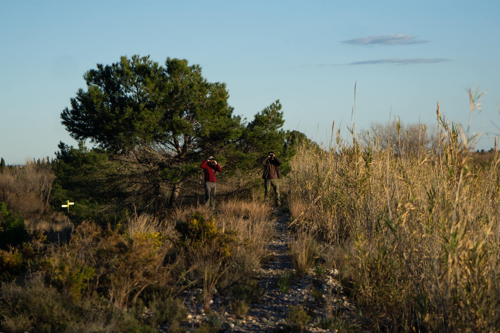 El Consorci del Paisatge Protegit de la Desembocadura del Millars participa en el cens d’arpellot de marjal hivernant