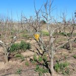 LA UNIÓ qualifica la campanya del caqui com a irregular i marcada per la incidència de les plagues que han augmentat el volum de rebutjos
