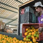 LA UNIÓ demana al Govern que reclame a Brussel·les si s’aprova l’acord amb Mercosur un contingent anual de cítrics en fresc de 239.000 t. i 499.000 t. per a indústria i un aranzel corrector del 15% si es depassen