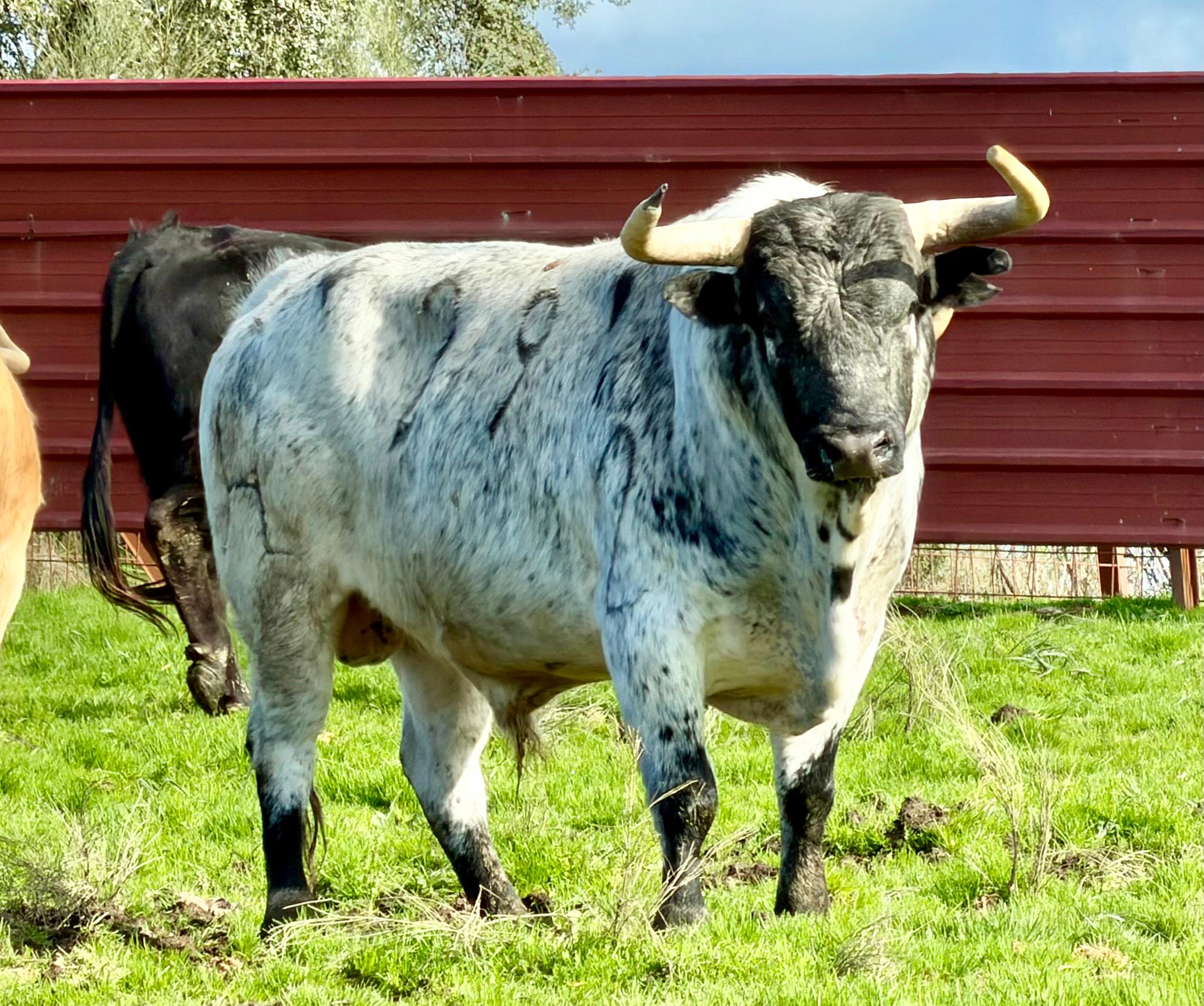 Almassora celebrarà el 16 de maig el tancament de bous cerrils de les festes de Santa Quitèria amb bous de la ramaderia Carmen Valiente