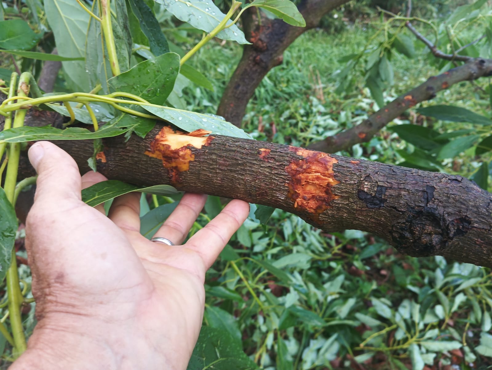 La Unió Llauradora i Ramadera urgeix a Hisenda a publicar ja l’ordre de mòduls per a la declaració de l’IRPF