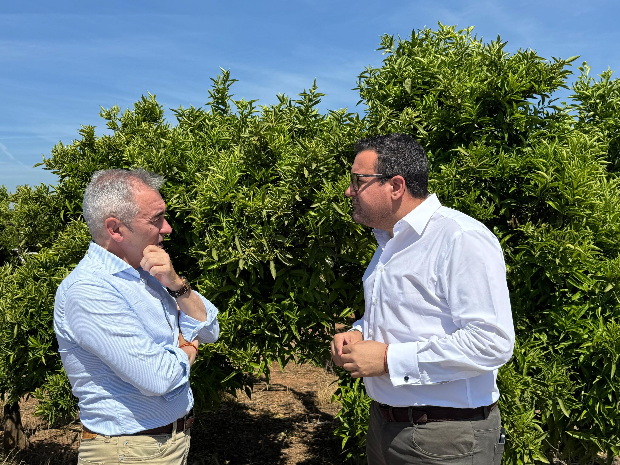 El PP de Vila-real demana a la Conselleria d’Agricultura impulsar la modernització del regadiu en el sector de Pinella 3