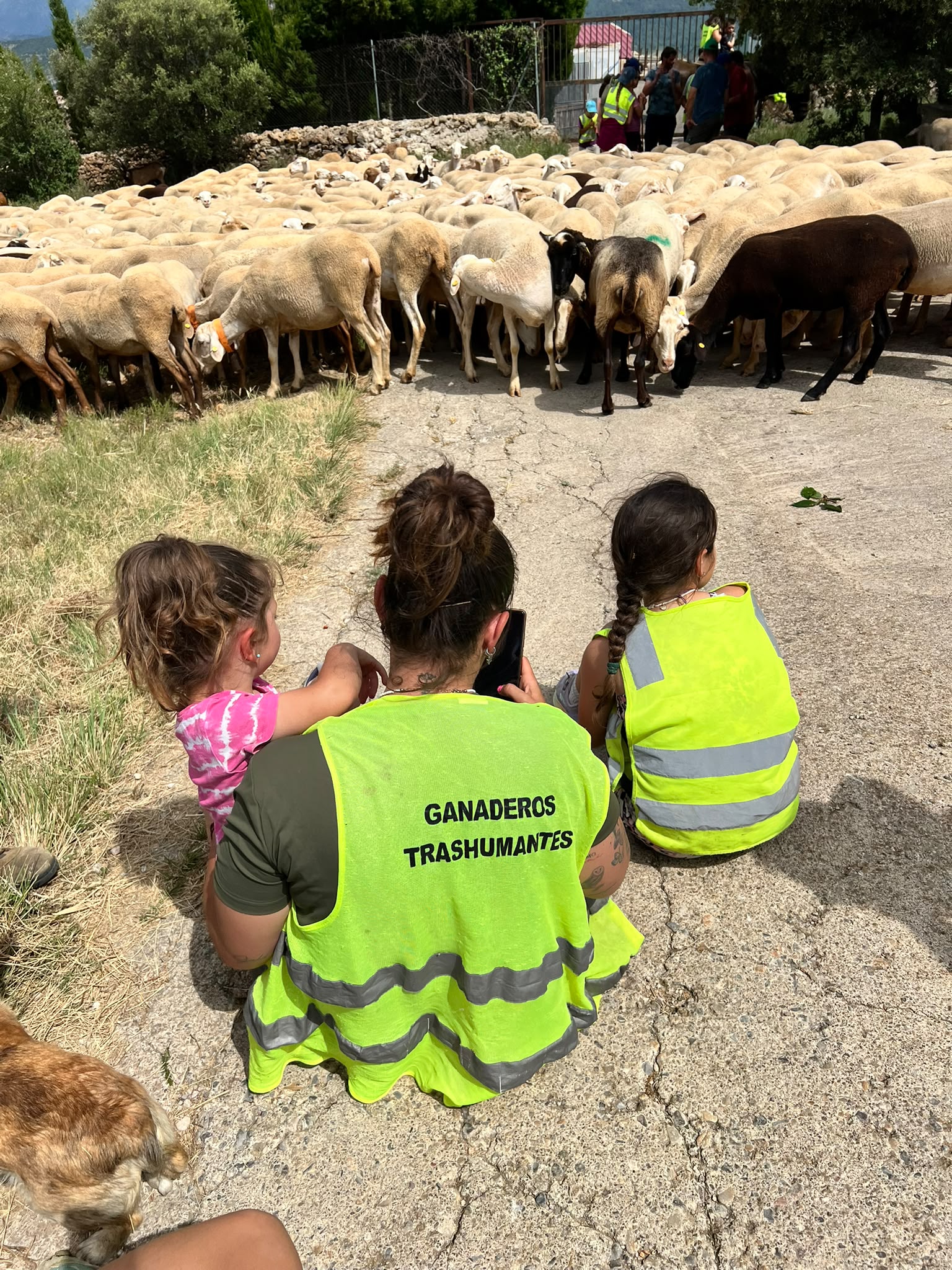 La transuhumància passa per Vistabella del Maestrat